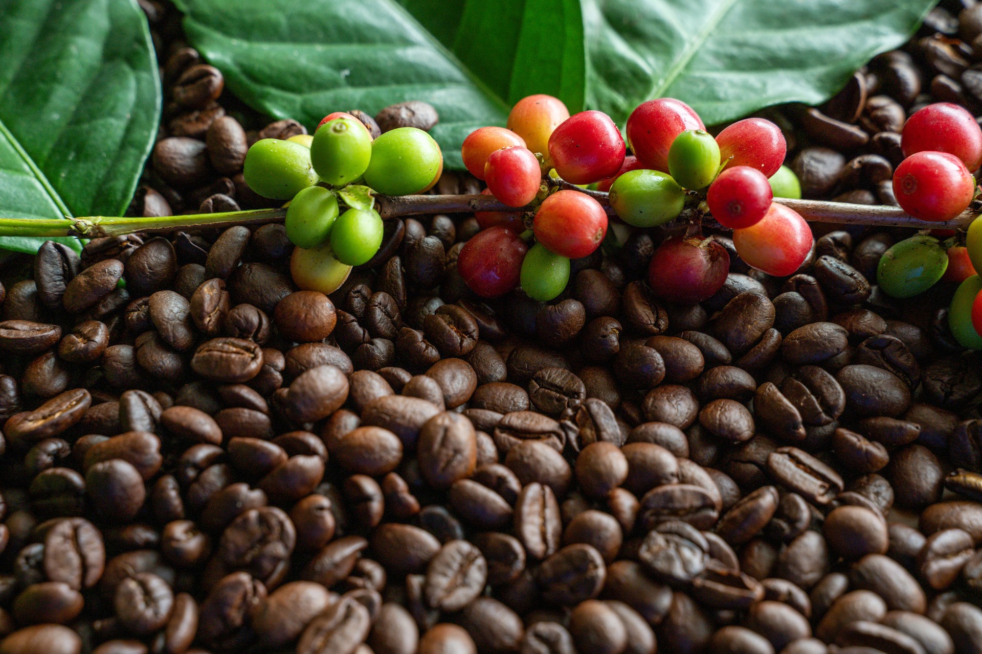 Close-up image of coffee beans with coffee branch placed on top ripe red and green coffee cherries large glossy green leaves.